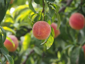 Saturday Harvest Market @ Sonoma Garden Park | Sonoma | California | United States